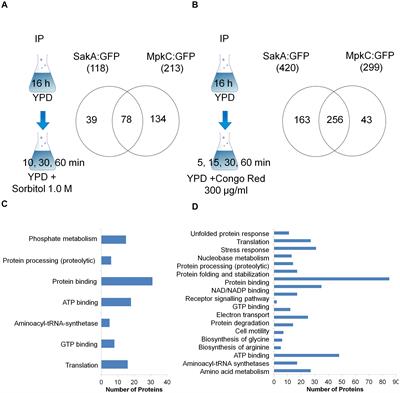 Aspergillus fumigatus High Osmolarity Glycerol Mitogen Activated Protein Kinases SakA and MpkC Physically Interact During Osmotic and Cell Wall Stresses